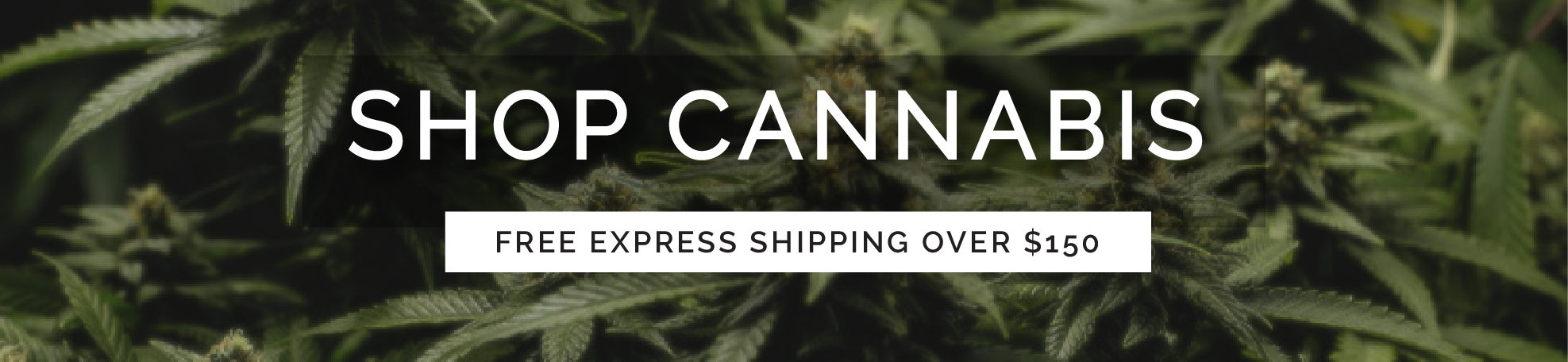 Buy Weed Online banner for wccannabis dispensary for BC cannabis. Budget buds dispensary for weed online Canada.