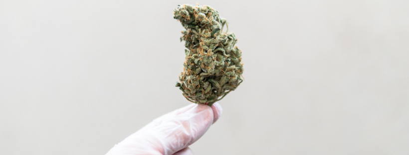 Effects and Benefits of Sativa Strains