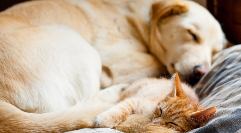 CBD Doses for Dogs or Cats