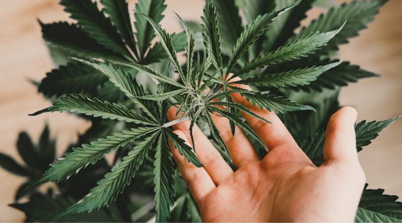 8 Steps to Grow Awesome Indica Marijuana