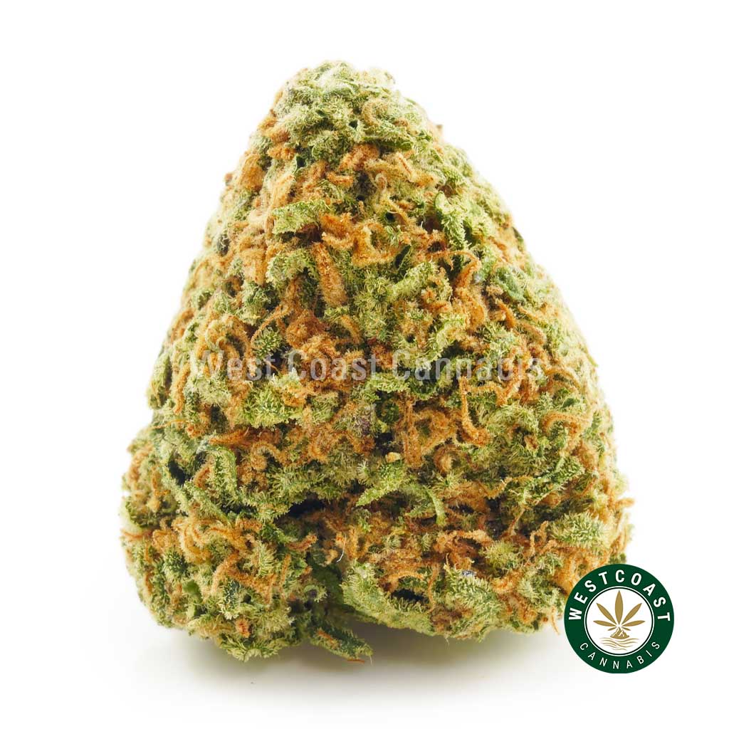Photo of Jack Herer weed nug. buy weed. online dispensary canada. mail order marijuana.