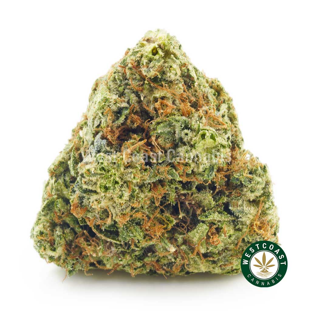 dutch treat strain. weed online canada. buy weed concentrates online. mail order weed.