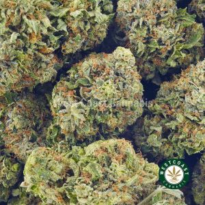 buy weed dutch treat strain. weed online canada. top mail order marijuana.