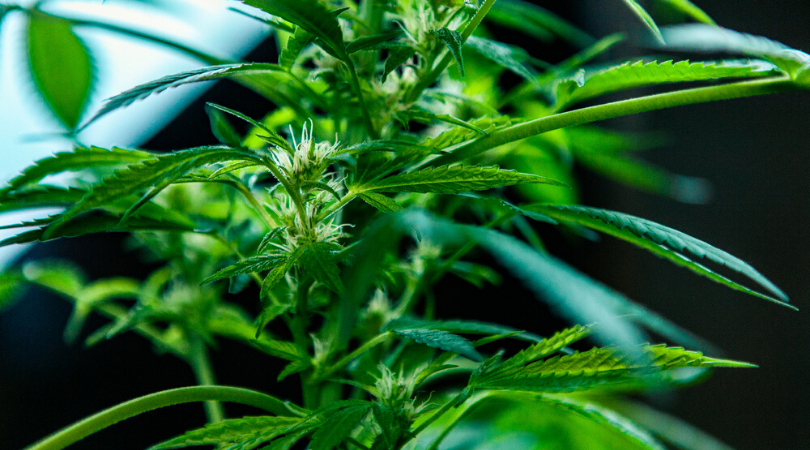 Growing Sativa Cannabis