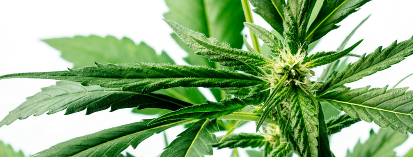 It’s Hard To Grow Sativa Cannabis Indoors