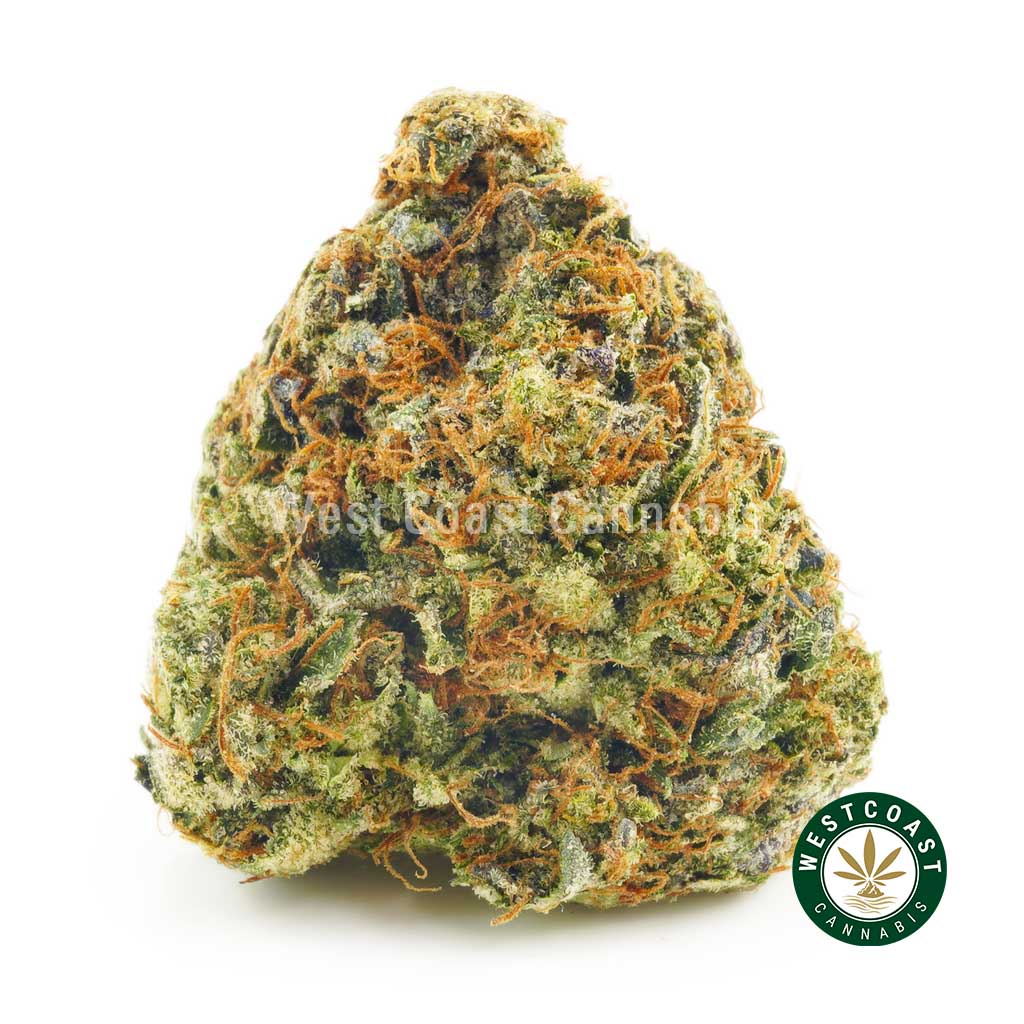 Photo of Sour Diesel bud from online dispensary west coast cannabis in BC Canada. Buy weed online. Top website in Canada for buying marijuana online