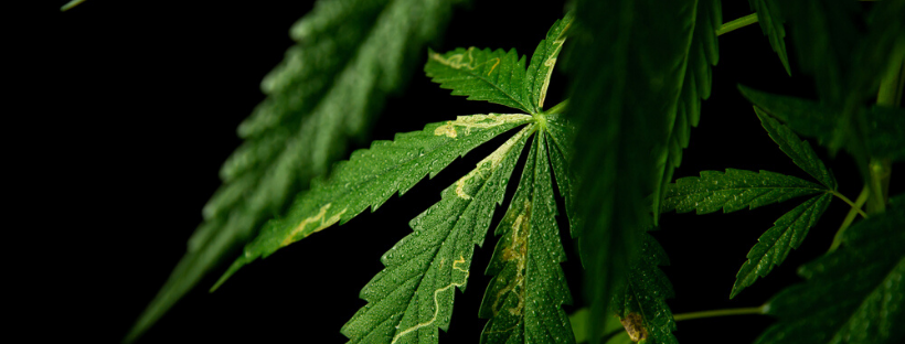 What Do Sativa Cannabis Plants Look Like