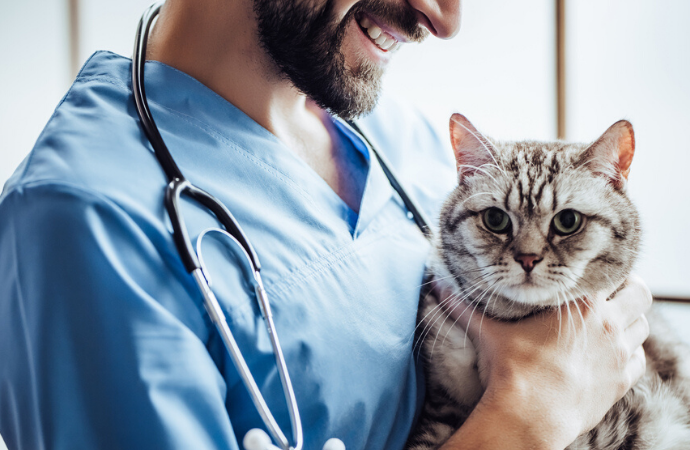 How to Talk to Your Veterinarian About CBD Oil