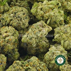 Buy Cannabis Platinum Bubba Kush at Wccannabis Online Shop