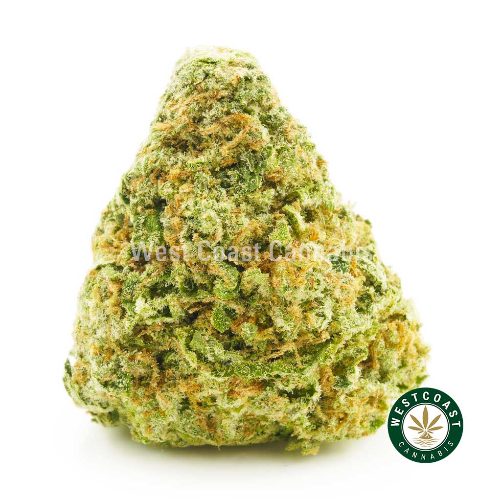 Sherbert Cookies weed bud from West Coast Cannabis online dispensary in Canada to buy weed online.