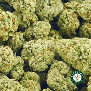 Image of raspberry kush pot to buy online in canada. Best online dispensary canada west coast cannabis BC bud. order weed online.