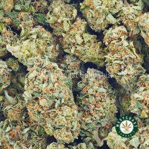 Buy Cannabis Obama Kush at Wccannabis Online Shop