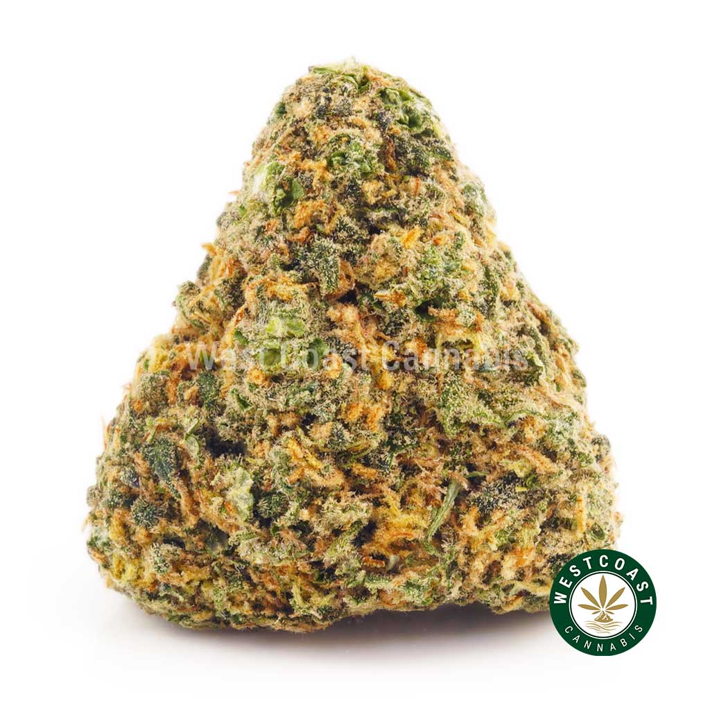 Large bud of Citrique weed online from West Coast Cannabis Canada. online weed dispensary to order cannabis online.