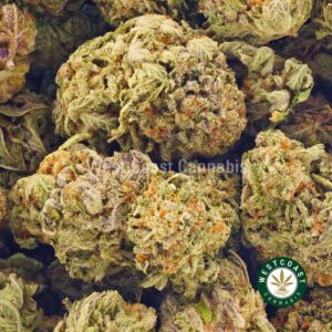 Buy weed Scout Master AAA at wccannabis weed dispensary & online pot shop