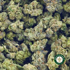 Buy weed Purple Urkle AAAA (Popcorn Nugs) at wccannabis weed dispensary & online pot shop