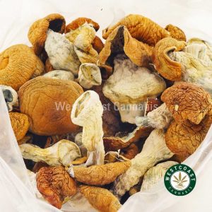 Buy Mushrooms Cambodian at Wccannabis Online Shop