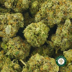 Buy Cannabis Pink Astroboy at Wccannabis Online Shop