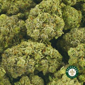 Buy Cannabis Death Punch at Wccannabis Online Shop