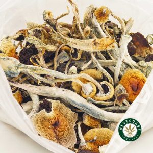 Buy Magic Mushroom Brazillian Shrooms at Wccananbis Online Shop