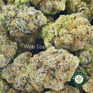 Image of El Chapo strain to buy online in canada. Best online dispensary canada west coast cannabis BC bud. order weed online.