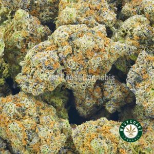Image of purple punch strain to buy online in canada. Best online dispensary canada west coast cannabis BC bud. order weed online.