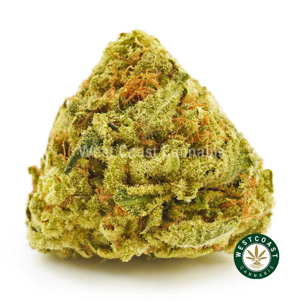 close up image of blueberry mimosa weed for sale at west coast cannabis. Order weed in canada, best indica strains, mail order marijuana and best weed shop online. Buy purple kush, grandpas breath strain, black tuna, girl scout cookie strain.