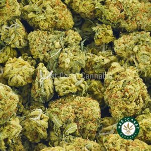 image of blueberry mimosa weed for sale. order online at west coast cannabis. Buy red congolese form the best online dispensary & online weed shop in canada. online weed shop get fast shipping.