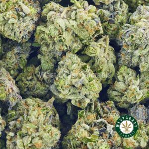Order weed online sour tangie from mail order weed dispensary west coast cannabis in BC. mail order weed. buying weed online.