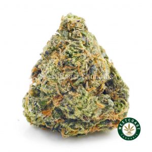 Order Granddaddy Purple strain cannabis popcorn buds online mail order marijuana dispensary in BC. buy online weeds at Canada's best online dispensary.