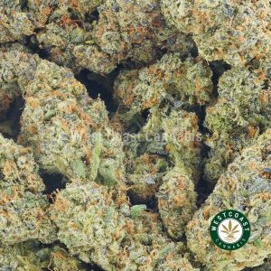 Photo of Granddaddy Purple strain cannabis popcorn. mail order marijuana dispensary in BC. Buy weed online.