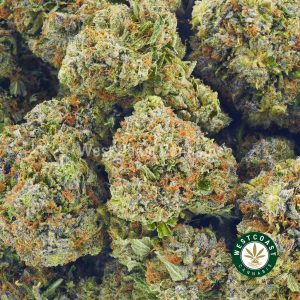 Order weed online Tornado strain. buy marijuana online at the best online dispensary in Canada. Order weed online indica & sativa strains.