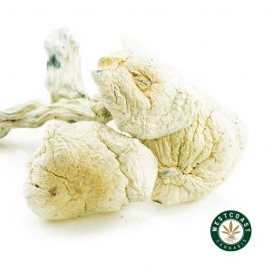Buy Magic Mushrooms Great White Monster at Wccannabis Online Shop