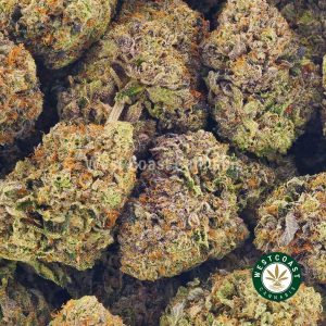 Buy Cannabis Platinum Rockstar at Wccannabis Online Shop