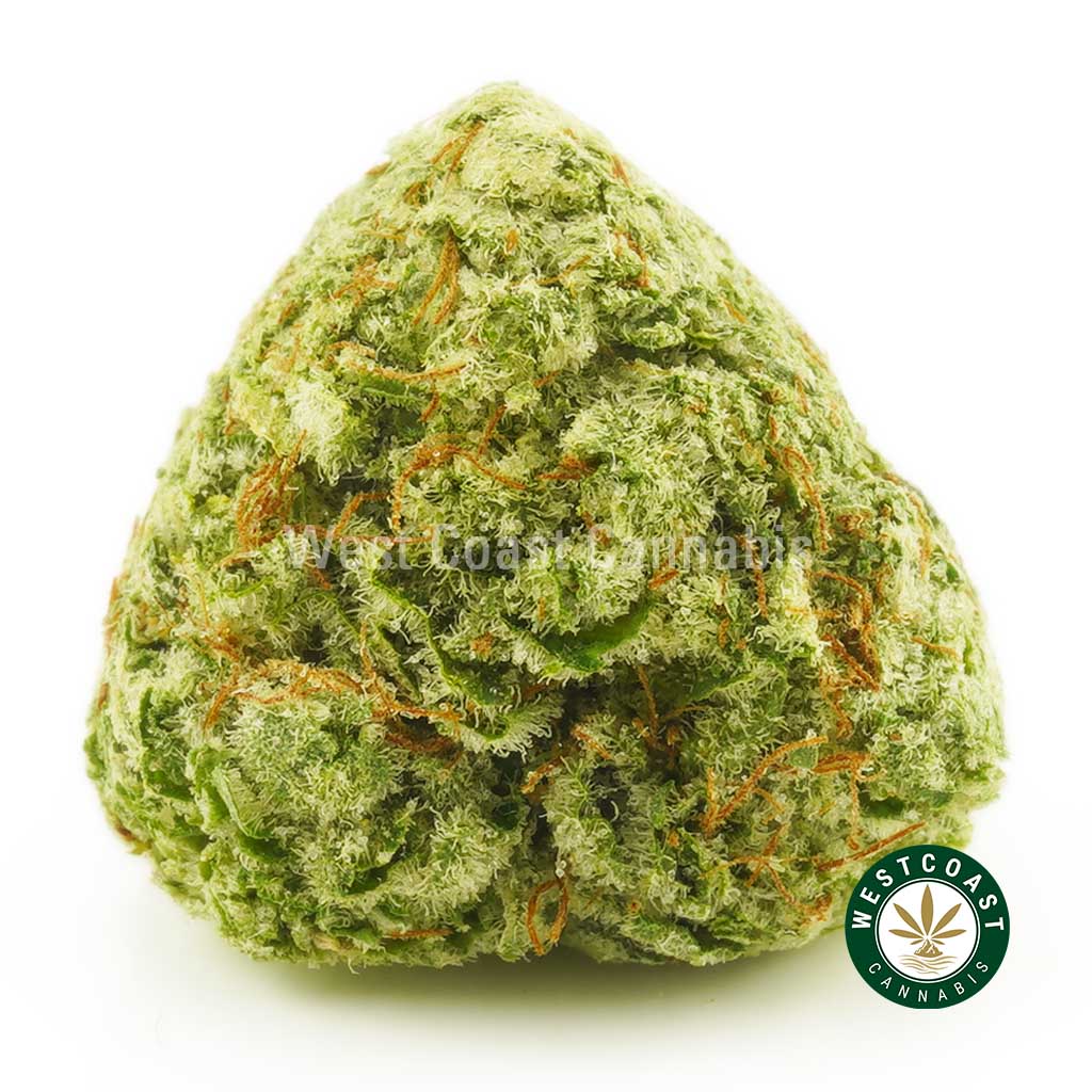 Buy Cannabis Dragon Fruit Kush Popcorn at Wccannabis Online Shop