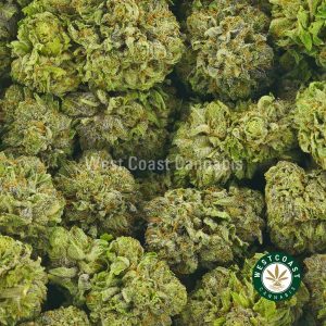 Buy Cannabis Ortega at Wccannabis Online Shop