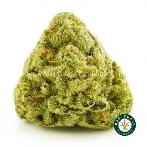 Buy Violator Kush from online dispensary West Coast Cannabis. Best place to buy weed online in Canada.