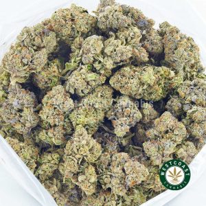 Buy Cannabis Pink Champagne at Wccannabis Online Shop
