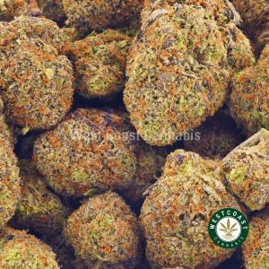 Buy Weed Online Blueberry Mimosa Strain from West Coast Cannabis Online Dispensary Canada