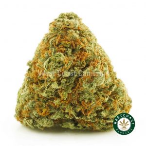 Buy Cannabis Purple Headband at Wccannabis Online Shop