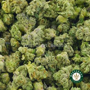 photo of Blue Fin Tuna Popcorn weed for sale online dispensary canada. Best online dispensary in Canada to buy weed online. Buy cannabis, pink kush, master kush, and lemon kush weed.