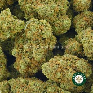 close up photo of Pineapple Sage weed strain for sale. buy Pineapple Sage weed online in canada at west coast cannabis online dispensary.