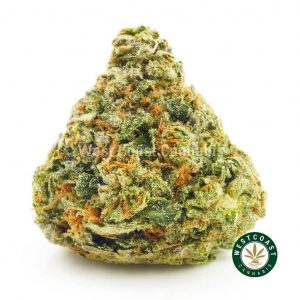 Buy Cannabis Master Kush at Wccannabis Online Shop