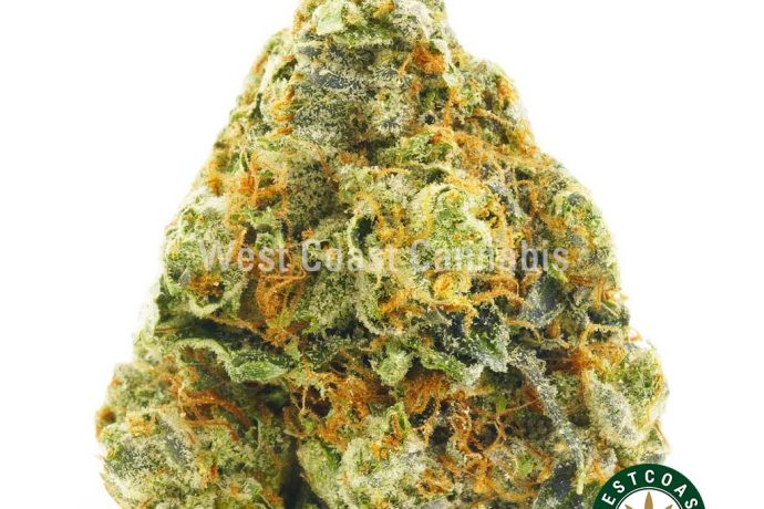 Photo of Sour Diesel weed BC bud buy weed online. buy online weeds from BC. Purchase weed online.