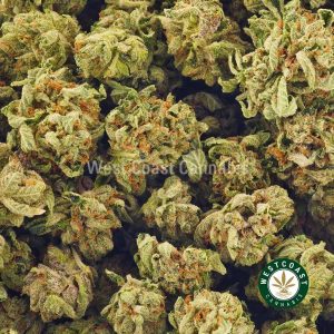 Buy weed rockstar strain & Rockstar Kush weed online. BC cannabis. top mail order marijuana.