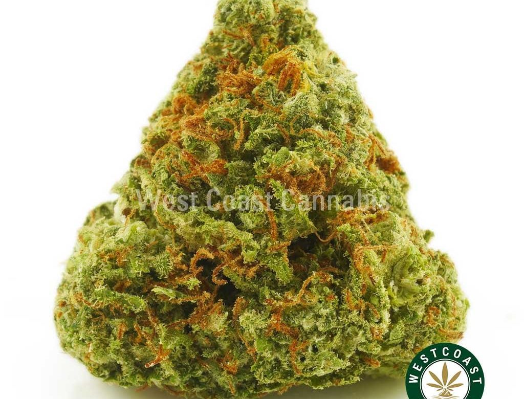Buy Fire OG Weed Strain AA Online. purchase weed online canada. island pink strain weed, diablo kush, and durban poison online in canada. Oder king bubba strain weed, lemon sour diesel weed, & tropicana punch strain.
