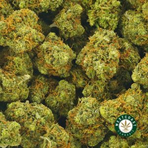 close up photo of UK cheese weed for sale online canada. Buy lemon kush weed strain online. Order kief from west coast cannabis. purple kush, shishkaberry weed, and black diamond strain weed for sale online.
