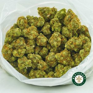 bag of uk cheese weed popcorn buds for sale online canada. buy online weeds and westcoastweeds canada. Buy wedding cake strain online. Order blueberry faygo and master kush weed at west coast cannabis.