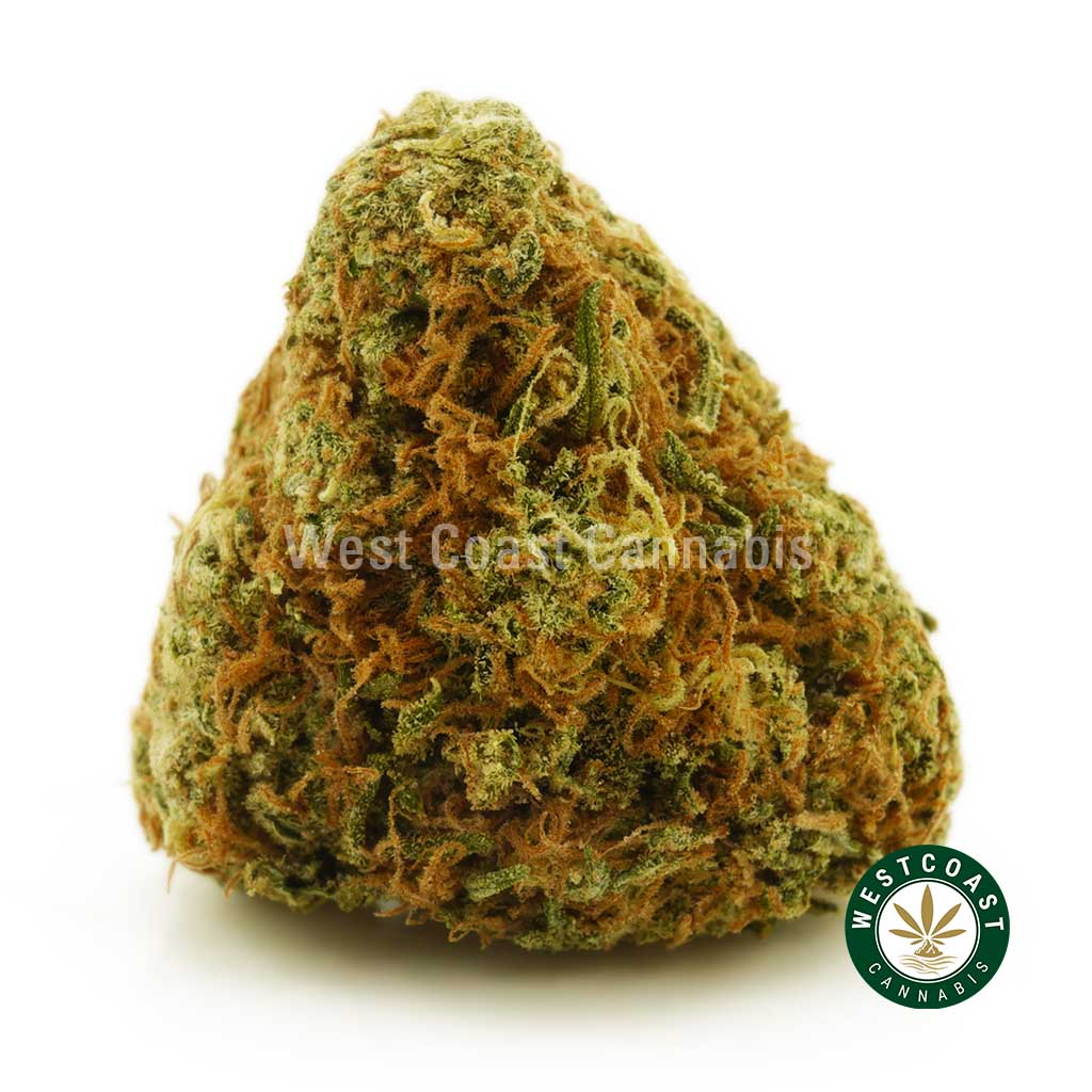 close up image of tropicana cookies weed bud for sale. Shop west coast cannabis the top canada dispensary to buy weed online. Best online dispensary for mood rocks bud & hybrid strains.