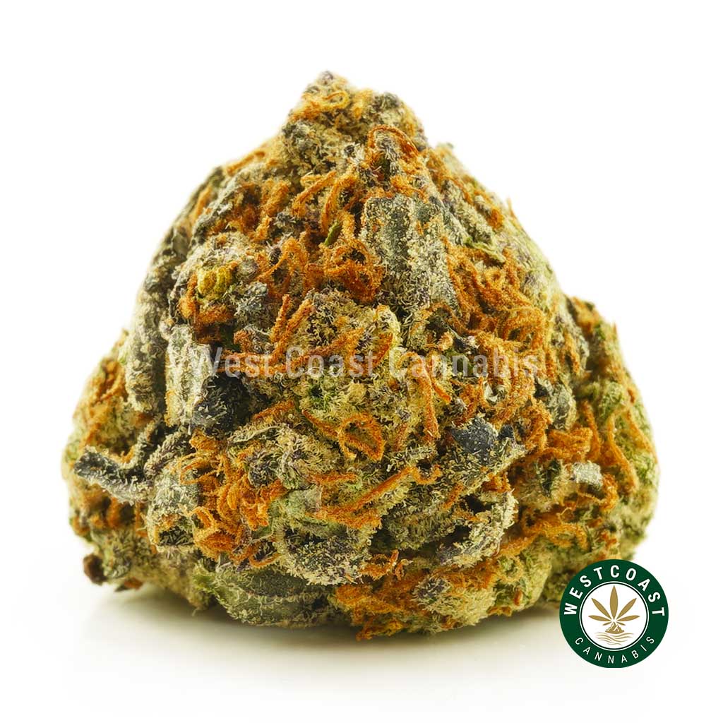 Buy Cannabis Moby Dick at Wccannabis Online Shop