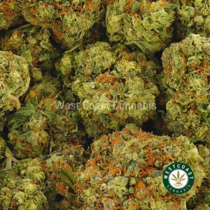 Buy Cannabis Atomic Pink at Wccannabis Online Shop